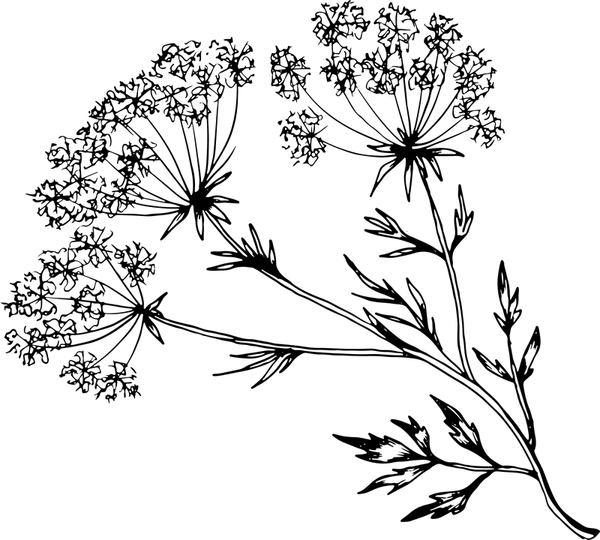Anise Rubber Stamp - Stamptopia