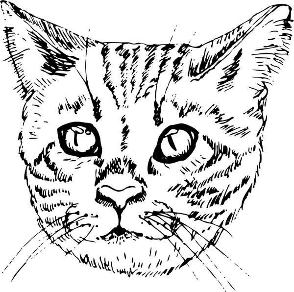 Bengali Cat Face (Sketch-Style) - Stamptopia