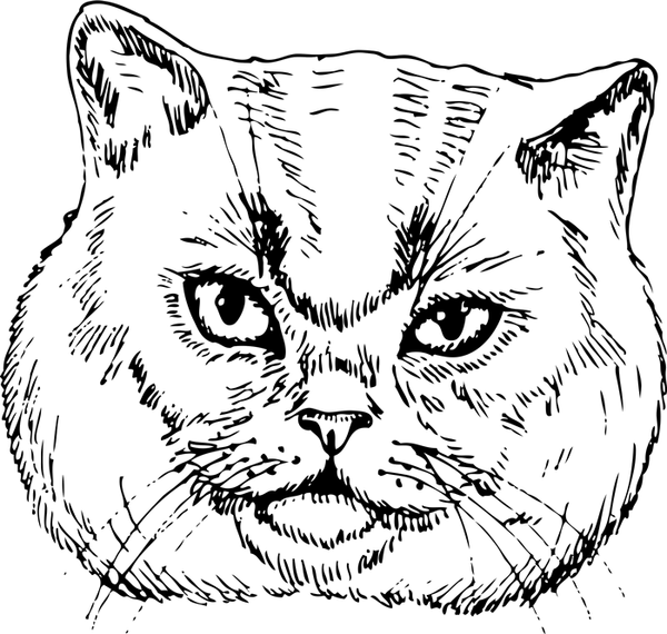 British Shorthair Cat Face (Sketch-Style) - Stamptopia