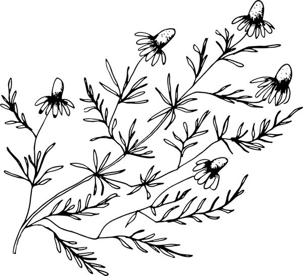 Chamomile Rubber Stamp - Stamptopia