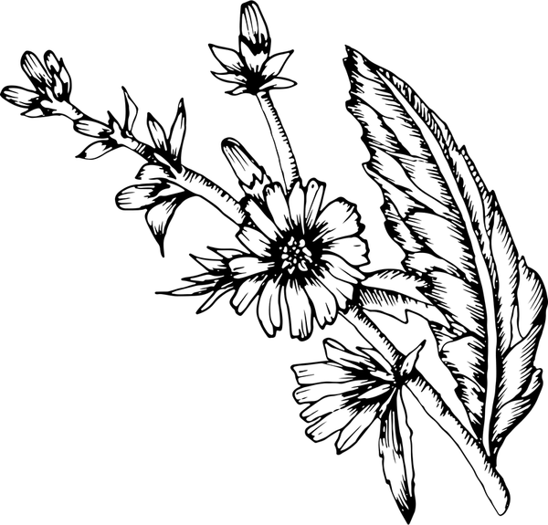 Chicory Rubber Stamp - Stamptopia