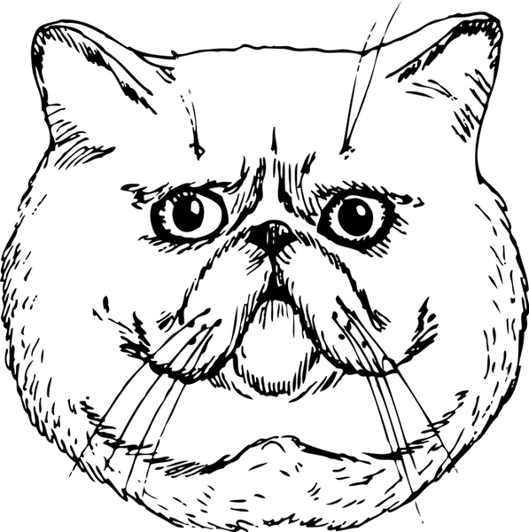 Exotic Shorthair Cat Face (Sketch-Style) - Stamptopia