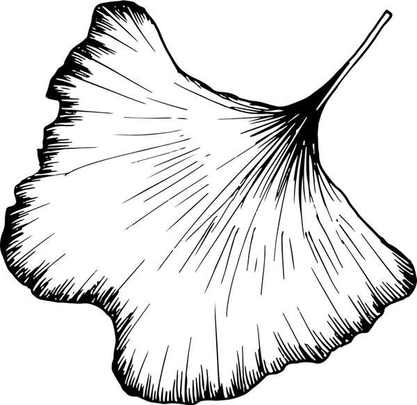 Ginkgo Biloba Rubber Stamp - Stamptopia