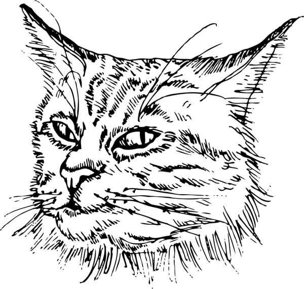 Main Coon Cat Face (Sketch-Style) - Stamptopia