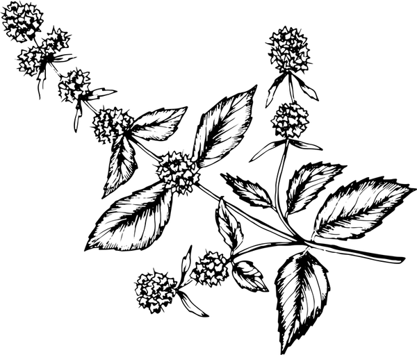 Pepper Mint Rubber Stamp - Stamptopia
