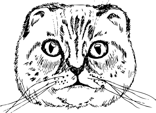 Scottish Fold Cat Face (Sketch-Style) - Stamptopia