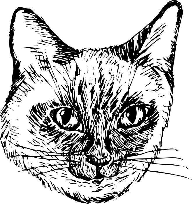 Siamese Cat Face (Sketch-Style) - Stamptopia