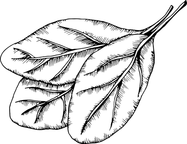 Spinach Rubber Stamp - Stamptopia